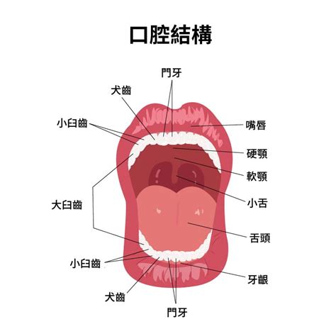 嘴巴上|口腔